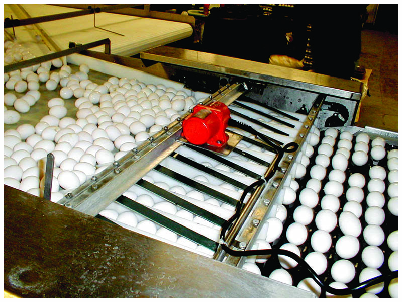 egg size sorting